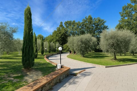 Tree, Grass, Leaf, Shrub, Garden, Woody Plant, Spring, Walkway, Park, Landscaping