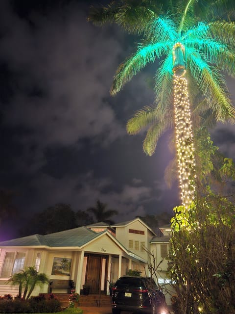 Some holiday sparkle on abundant royal palms