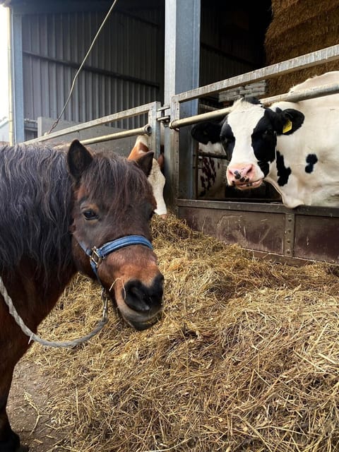 cab475c4bc149988-23346-399aeff23dac770e1760098691