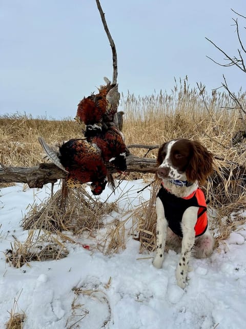 A dog and her pheasants