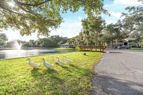 Feed the ducks at Island Retreat