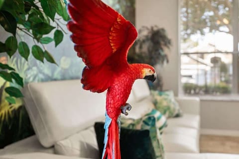 The scarlet macaw (Ara macao) also called the red-and-yellow macaw, red-and-blue macaw or red-breasted macaw, is a large yellow, red and blue Neotropical parrot native to humid evergreen forests of the Americas.