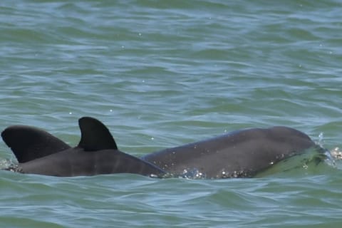 Dolphins at the beach