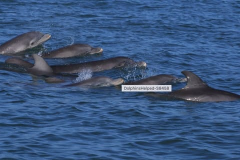Dolphins at the beach