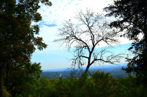 Happy Hawk Front View