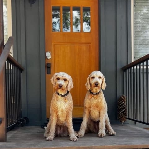 Dog friendly - dogs not included :-)