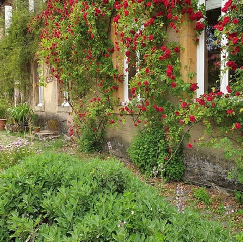 Entree dans la cour de ferme, facade recouverte d un rosier flamboyant en saison