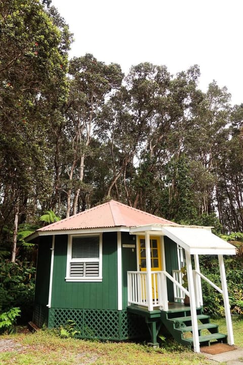 Waking up wrapped in jungle greens.