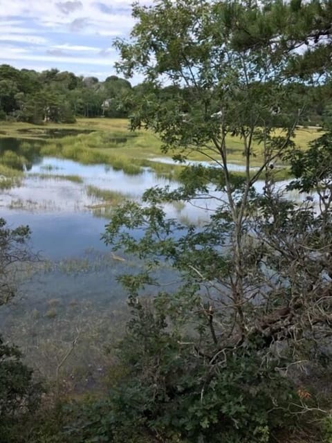 Marsh