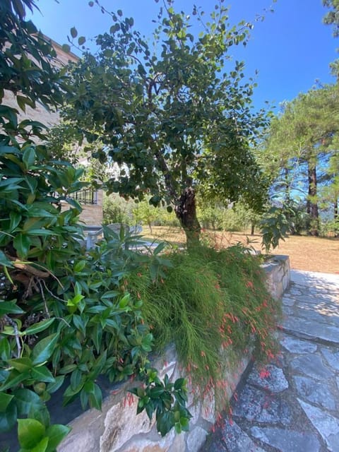 Sit beneath the pines and listen to the sea breeze — a lovely private spot for reading or morning coffee.