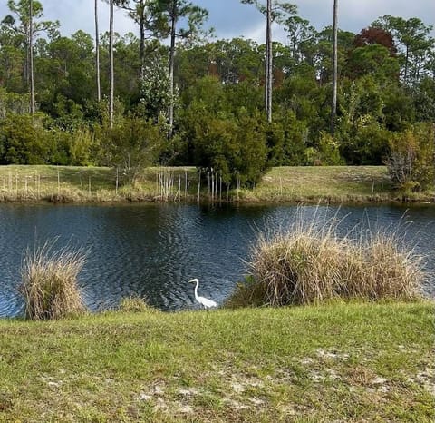 Backyard Pond View
