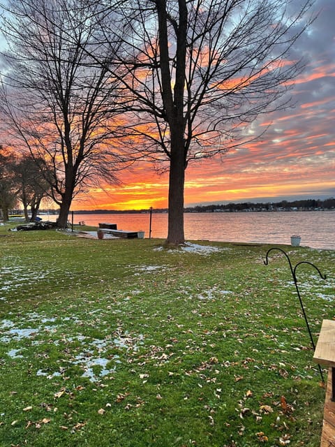 Back yard