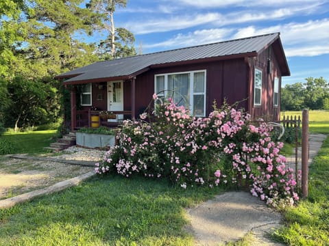Pull right up to the front door and park!  This old fashioned rose is a beaut! 