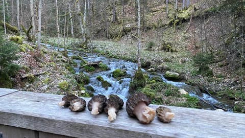 Cueillette de champignons, mon activitée préféré aux Rousses