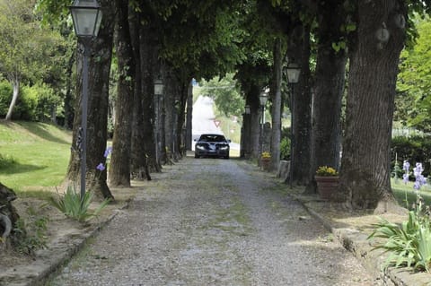 Tree, Road Surface, Branch, Leaf, Road, Street, Thoroughfare, Asphalt, Trunk, Walkway