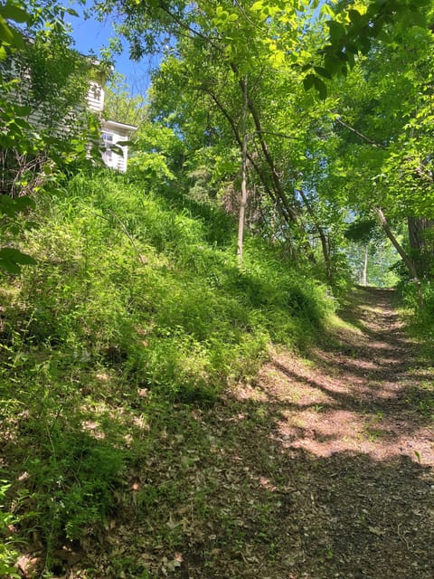 Coming up the path from down by the creek