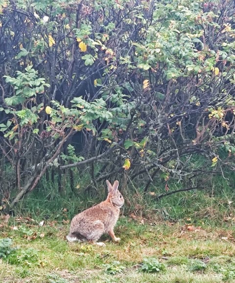 Perching Gull House - Storms & Wildlife Watching Oceanfront View House in Vancouver Island