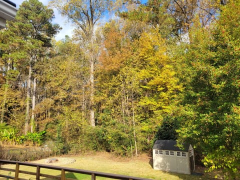 Back yard