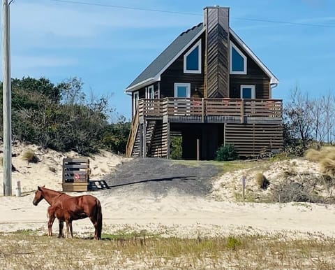 A Southern Swan seems to be one of the horses' favorite places.