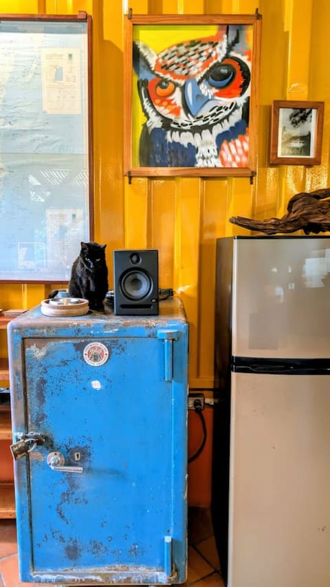 Buena Suerta the cat