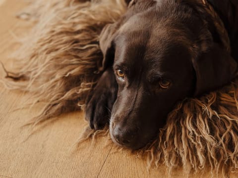 Royal Mountain Lodge - Royal Mountain Lodge, bathroom, WC, 4 or more bedrooms Chalet in Salzburgerland