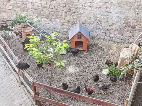 Garden, Backyard, Yard, Fence