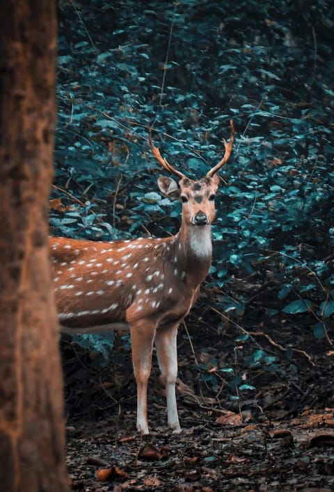 Experience the magic of nature at our cabin—watch deer grazing, wild turkeys wandering, and squirrels playing in their natural habitat, all from your doorstep!