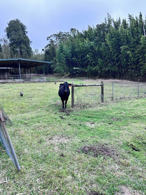Nene Cottage on Pali'uli Estate by an active Volcano Bed and Breakfast in Volcano