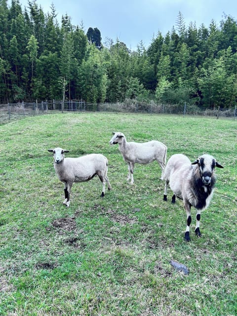 Nene Cottage on Pali'uli Estate by an active Volcano Bed and Breakfast in Volcano