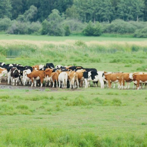 Idyllic vacation home: paradise for fishing and hiking along the River Emån House in Kalmar County, Sweden