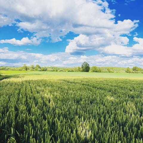 Idyllic vacation home: paradise for fishing and hiking along the River Emån House in Kalmar County, Sweden