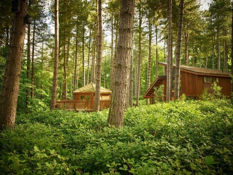 Blackwood Forest Golden Oak Treehouse