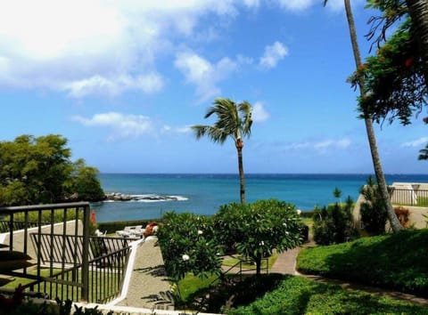 Nature, Outdoors, Scenery, Tree, Palm Tree