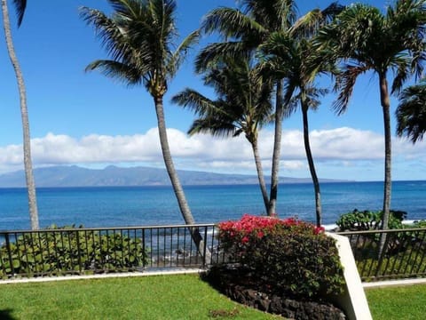 Nature, Outdoors, Scenery, Tree, Palm Tree