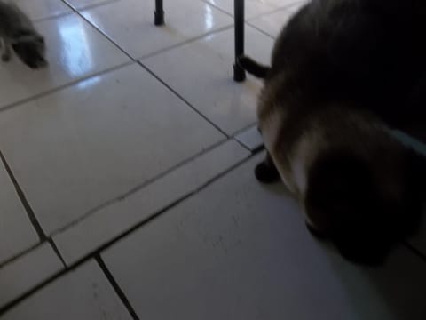 Pet-friendly