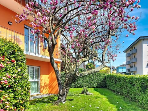 Petal, Spring, Garden, Lawn, Yard