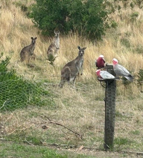 Neighbours