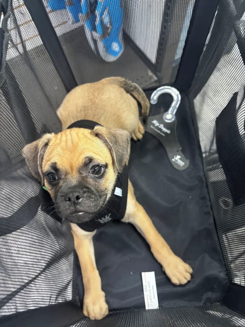 Pet-friendly