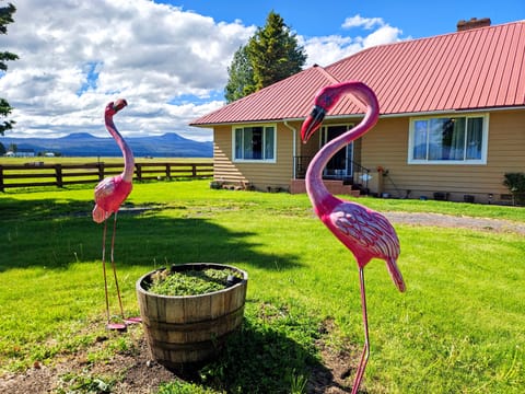 Our flamingos