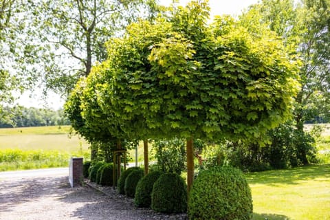 Garden view with topiary