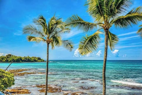 Crystal Clear Hawaiian Waters Framed By Majestic Palm Trees