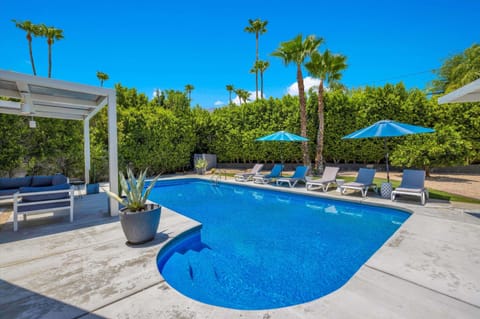 Private Palm Springs pool surrounded by palms and mature hedges