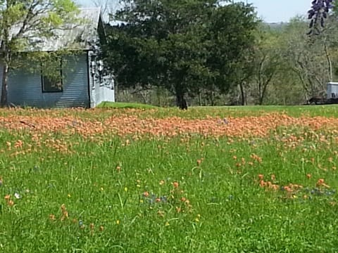 Spring wildflowers in nearby countryside 