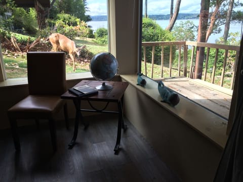 The deer waiting for a carrot, this looking out the living room area