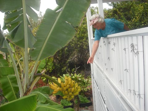 Pick Bananas from Heliconia Lanai