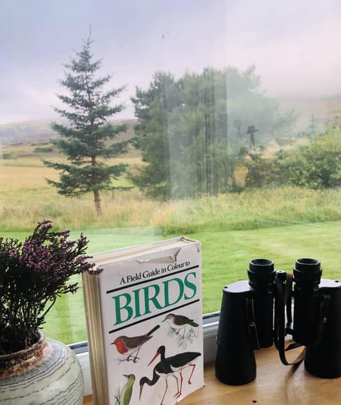 BIRD and wild animal watching. (Eagle, red kite, curlew, barn owl - deer, fox..)