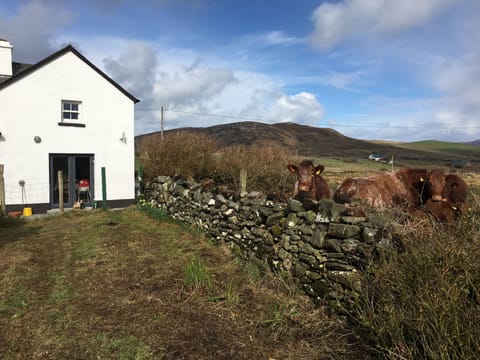 Sometimes the cows come to visit.