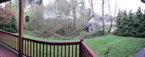 Back yard where a deer may appear at any moment.