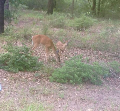 deer frpm porch