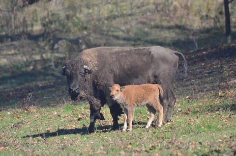 Come meet our herd!  We have @ 25 American Bison.